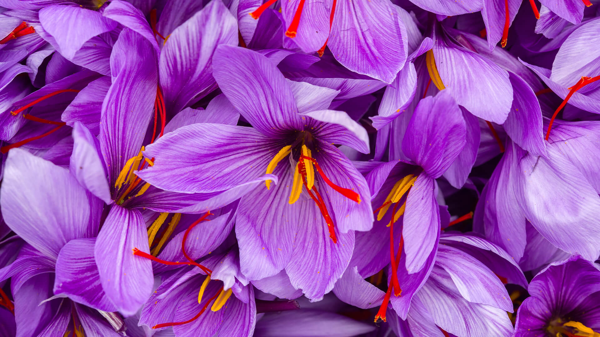 红花花
