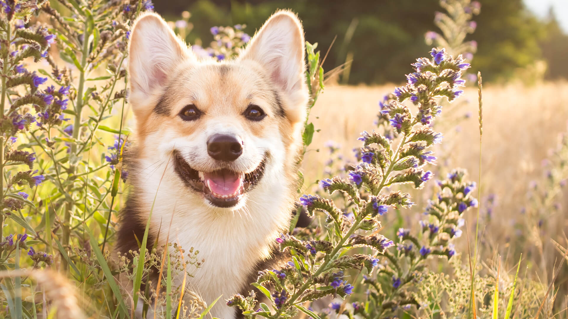 薰衣草地里的快乐柯基人